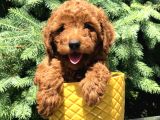 Red Brown Prenses Toy Poodle