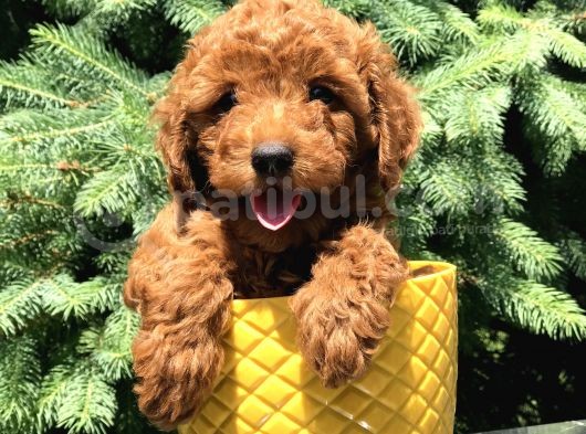 Red Brown Prenses Toy Poodle