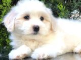 Boncuk Gözlü Dizayn Irk Maltipoo