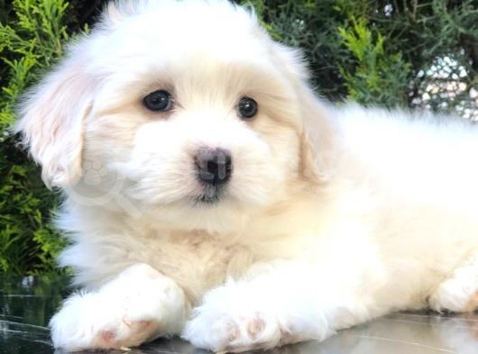 Boncuk Gözlü Dizayn Irk Maltipoo görsel