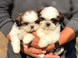 Irk ve Sağlık Garantili Shih Tzu Yavrularimiz