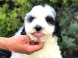 Party Color Panda Maltipoo