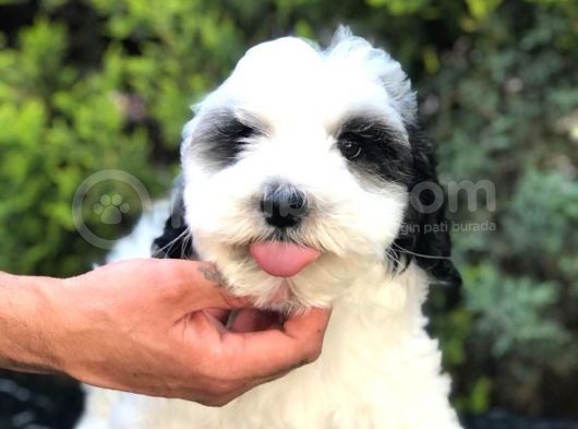 Party Color Panda Maltipoo görsel