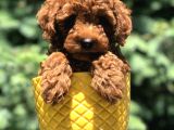 Red Brown Prenses Toy Poodle
