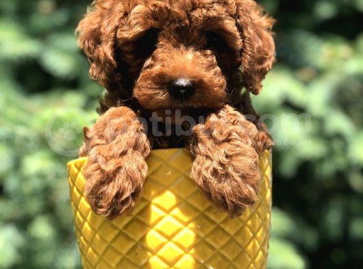 Red Brown Prenses Toy Poodle görsel