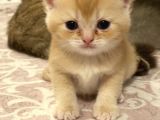 British Tabby Golden Yavrular Yeni Aileleri İçin Hazırlar