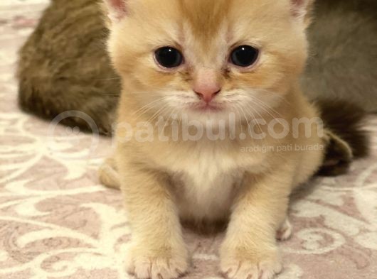 British Tabby Golden Yavrular Yeni Aileleri İçin Hazırlar görsel