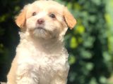 Sütlü Kahve Dizayn Irk Maltipoo