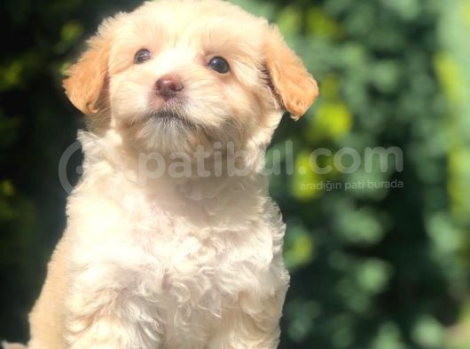 Sütlü Kahve Dizayn Irk Maltipoo görsel