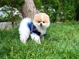 Pomeranian Boo Yavrularımız