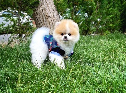 Pomeranian Boo Yavrularımız görsel