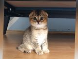 Golden Scottish Fold Erkek Yavru