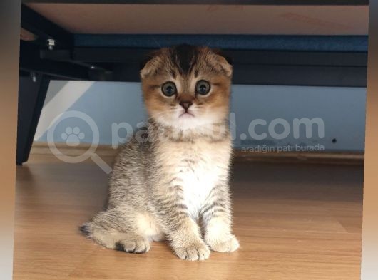 Golden Scottish Fold Erkek Yavru