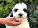 Party Color Panda Maltipoo