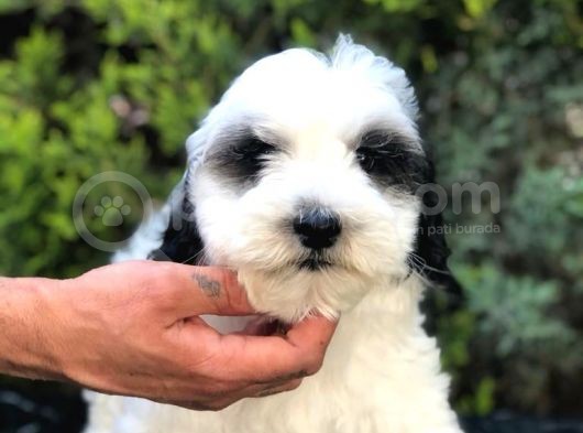 Party Color Panda Maltipoo