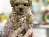 Safkan İrk Garantili Toy Poodle Yavrularimiz