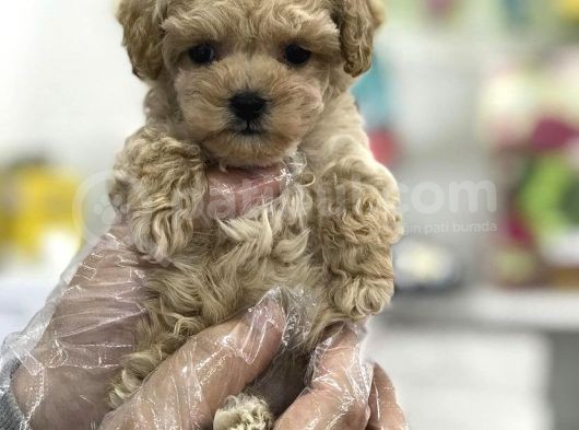 Safkan İrk Garantili Toy Poodle Yavrularimiz