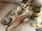 British Tabby Golden Yavrular Yeni Aileleri İçin Hazırlar