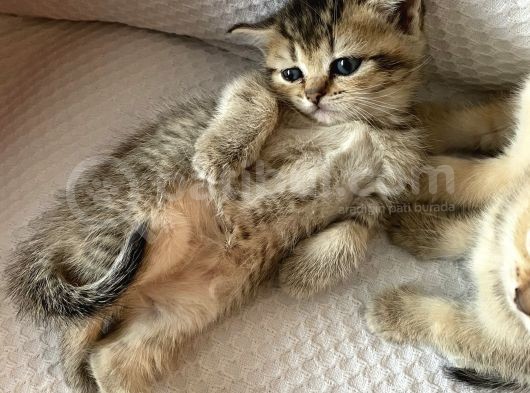 British Tabby Golden Yavrular Yeni Aileleri İçin Hazırlar görsel