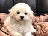 Maltipo Dişi Ve Erkek Yavrular