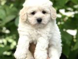 Orjinal Maltipoo Yavrular Dişi Ve Erkek