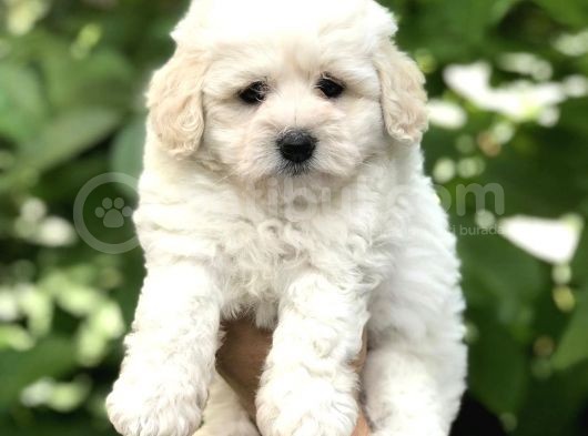 Orjinal Maltipoo Yavrular Dişi Ve Erkek