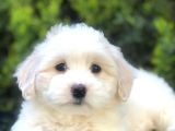 Boncuk Gözlü Dizayn Irk Maltipoo