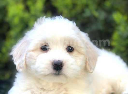 Boncuk Gözlü Dizayn Irk Maltipoo