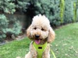 Medium Poodle Bal Barney