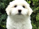 Bembeyaz Dizayn Irk Maltipoo Bebek