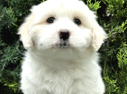 Bembeyaz Dizayn Irk Maltipoo Bebek
