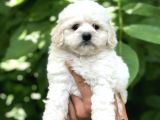 Orjinal Maltipoo Yavrular Dişi Ve Erkek