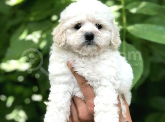 Orjinal Maltipoo Yavrular Dişi Ve Erkek görsel