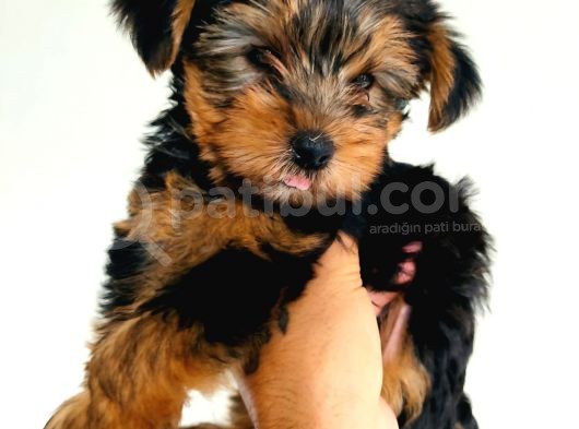 Gold Yorkie Erkekler görsel