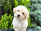 Apricot Bal Toy Poodle