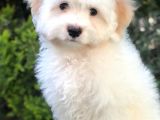 Dizayn Irk Morkie Yavrumuz
