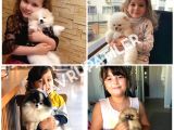 Pomeranian Boo Yavrularımız