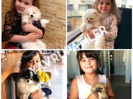 Pomeranian Boo Yavrularımız