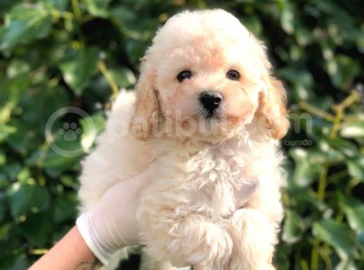Toy Poodle Yavrular  ( Red,Red Brown,Apricot,Silver,Siyah) görsel