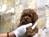 Toy Poodle Yavrular  ( Red,Red Brown,Apricot,Silver,Siyah)