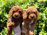 Toy Poodle Yavrular  ( Red,Red Brown,Apricot,Silver,Siyah)