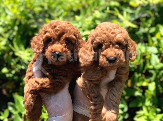 Toy Poodle Yavrular  ( Red,Red Brown,Apricot,Silver,Siyah) görsel