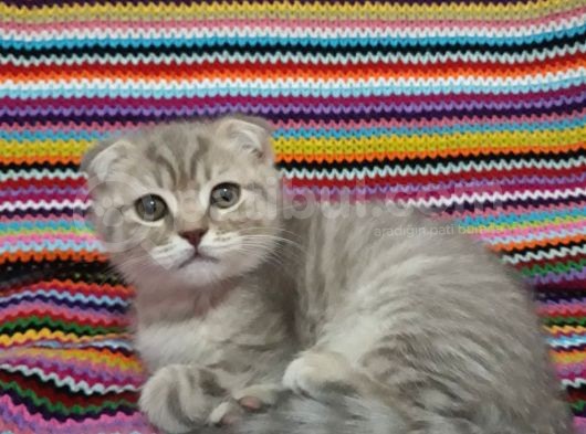 Merhaba 6 Mart Doğumlu 6 Yavrum Teslime Hazırdır görsel