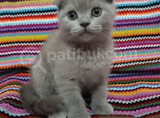 Merhaba 6 Mart Doğumlu 6 Yavrum Teslime Hazırdır görsel