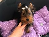 Yorkshire Terrier Sifir Numara A Kalite