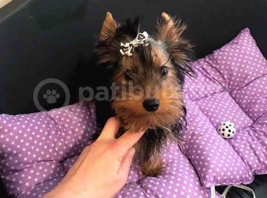 Yorkshire Terrier Sifir Numara A Kalite görsel