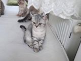 Merhaba 6 Mart Doğumlu 6 Yavrum Teslime Hazırdır
