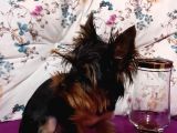 Yorkshire Terrier Sifir Numara A Kalite