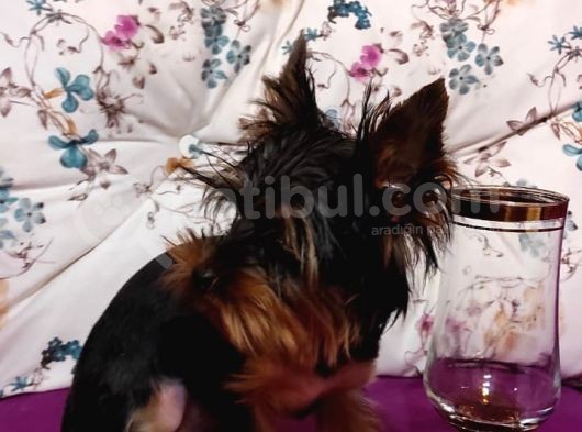 Yorkshire Terrier Sifir Numara A Kalite görsel