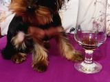 Yorkshire Terrier Sifir Numara A Kalite